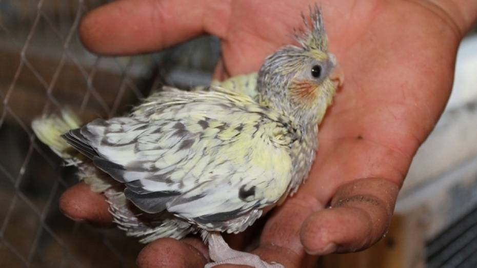 Россиянка незаконно вывезла из Воронежа 17 попугаев