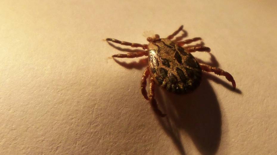 В Воронежской области заметили первых клещей