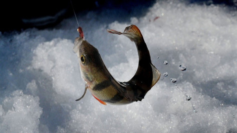 В Воронежской области рыбак провалился под лед и утонул 