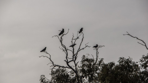 В Воронеже мужчина стрелял из пневматического ружья по воронам возле детского сада