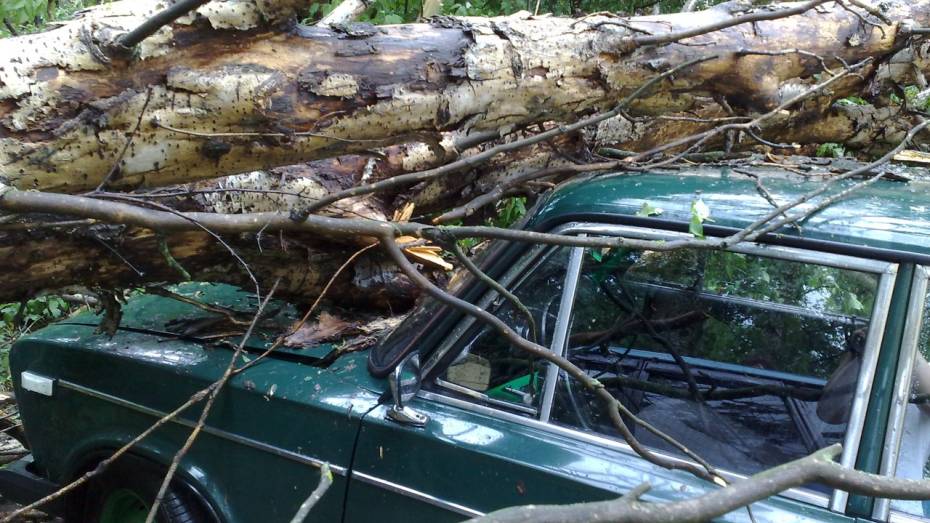Руководитель Воронежского Гидрометцентра: «В поваленных деревьях и затоплениях виновата не погода»