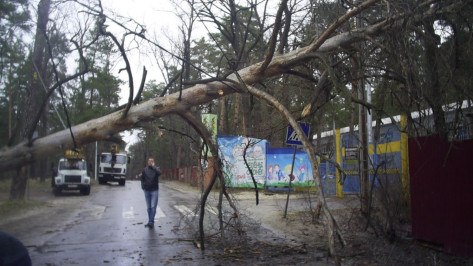 В Воронеже спасатели получили 35 заявок об упавших деревьях за день