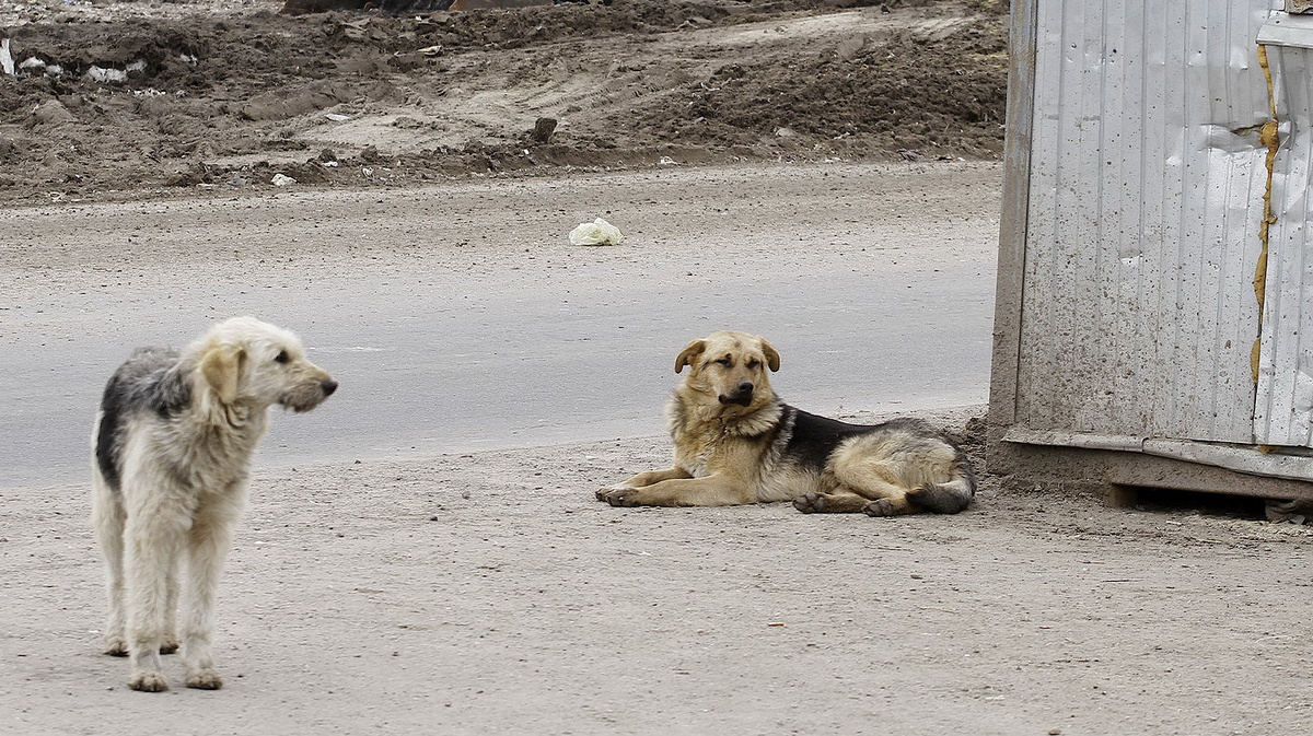 Бродячие собаки нападают на людей фото