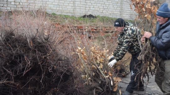 Нижнедевидцы  купили саженцы для «Леса Победы»