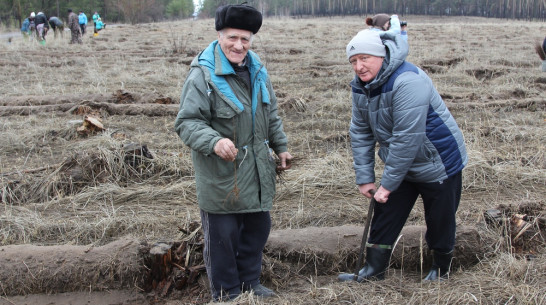 В Новохоперском районе высадили 9 тыс саженцев березы