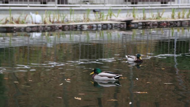 В воронежском Центральном парке оздоровили водоем