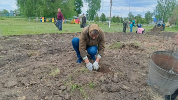 В грибановском селе Нижний Карачан посадили хвойный сквер на месте пустыря