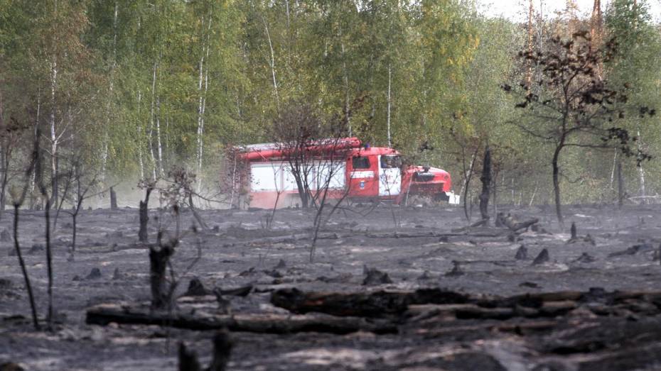 Более 2,2 тыс ландшафтных пожаров произошло в Воронежской области в 2024 году