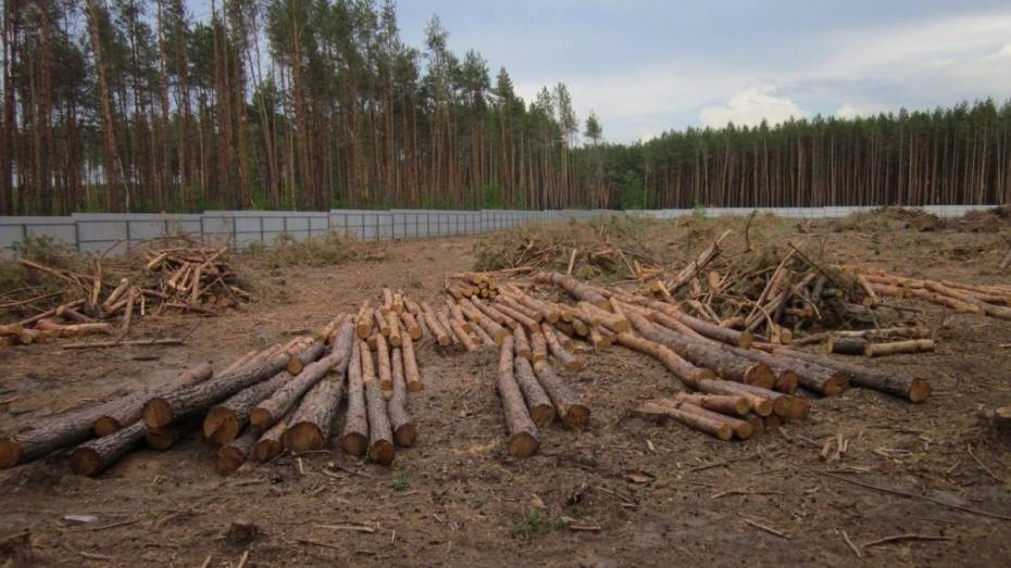 Полицейские расскажут воронежцам о незаконной вырубке деревьев