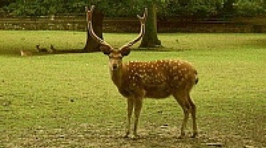 В Воронежской области появилось 244 белохвостых оленя из Огайо