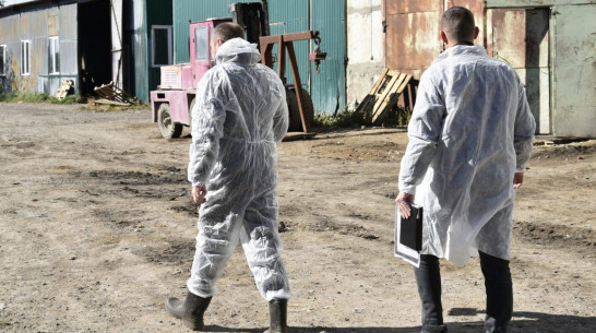 В Воронежской области уничтожили 1,3 тонны опасного мяса для шаурмы