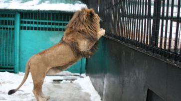 Трехлетний лев поселится в Воронежском зоопарке в конце октября