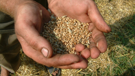 Почти 340 тыс т зерна экспортировали из Воронежской области в 2021 году