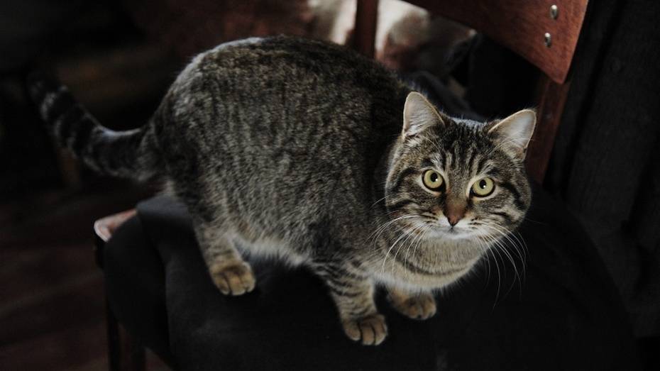 В Воронежской области ввели карантин из-за бешеной кошки в селе Марки