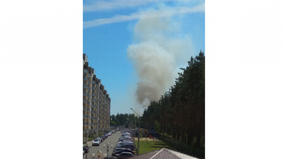 Горожане опубликовали фотографии крупного лесного пожара под Воронежем 