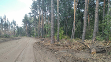 Вырубкой деревьев в воронежской Нагорной дубраве заинтересовалась прокуратура