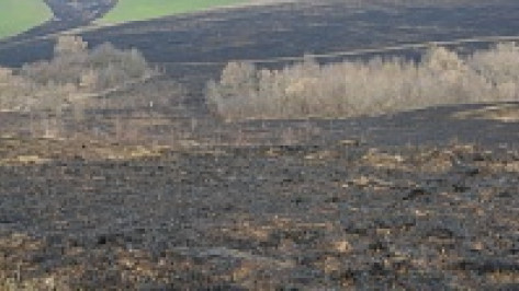 В Нижнедевицком районе во время ландшафтных пожаров погибли сотни зайцев, сурков и куропаток