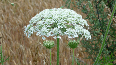 Воронежцам рассказали, откуда в Центральном районе появился ядовитый сорняк
