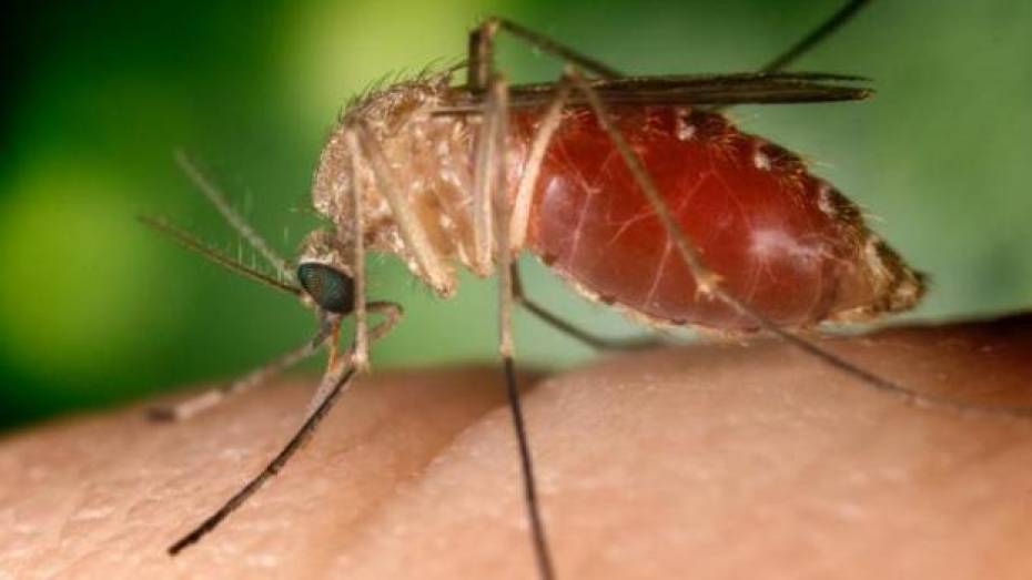В Калачеевском районе от комаров и клещей спасаются химобработкой