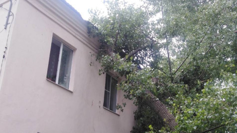 Дерево упало на двухэтажный жилой дом на левом берегу Воронежа
