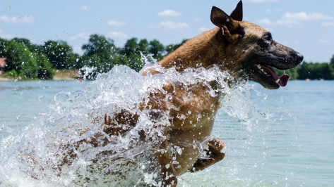 Воронежцам могут запретить брать на пляж животных