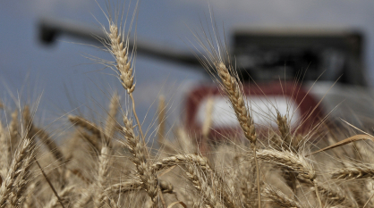 Воронежские аграрии собрали 4 млн тонн зерна