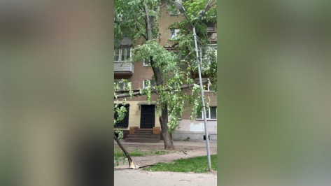 Дерево рухнуло на провода в центре Воронежа 17 мая