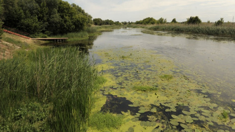 Воронежская область направила свои предложения в Минприроды для нацпроекта «Экология»
