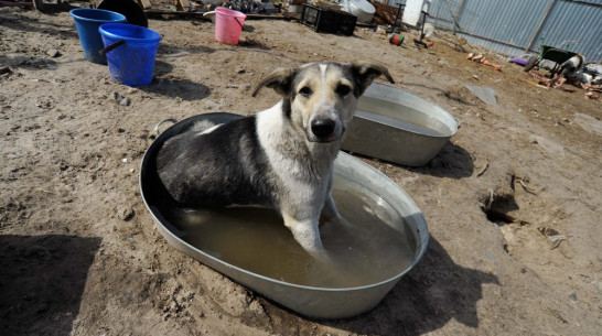 Синоптики предупредили воронежцев о сильной жаре 26 июня