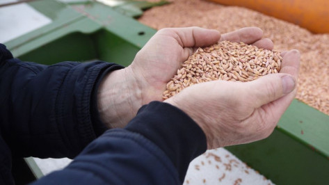 Воронежских производителей зерновых культур поддержат субсидиями