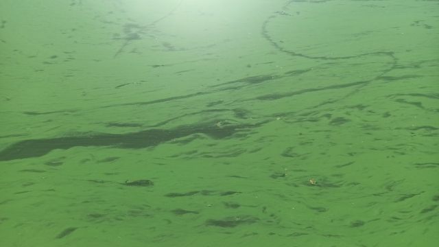 Позеленение Воронежского водохранилища объяснили цветением водорослей