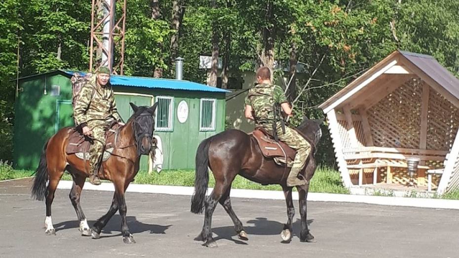 Инспекторы на лошадях задержали «черничных нарушителей» в Воронежском заповеднике
