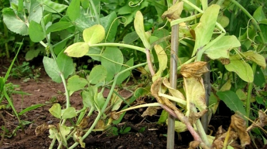 В Богучарском районе редкая болезнь растений уничтожает овощные культуры