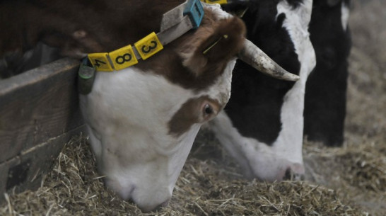 Россельхознадзор рекомендует воронежским фермерам быть бдительнее из-за вспышки ящура на юге России 