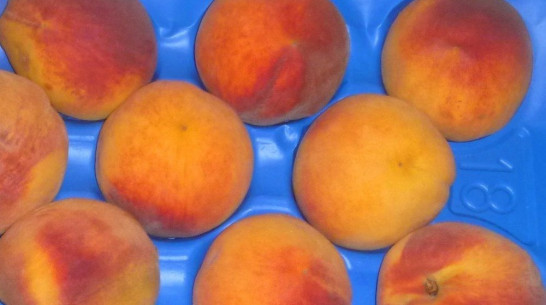 Продукты из Греции и Венгрии первыми вернутся в Россию после отмены эмбарго