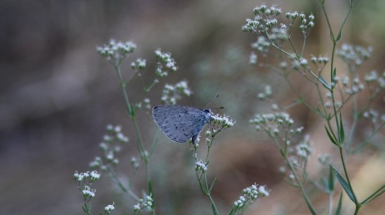 «Макушка лета» в Воронеже будет прохладной