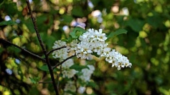 В Воронеже зацвела черемуха