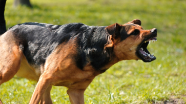 Натравившая собаку на соседку жительница Семилук заплатит 6 тыс рублей