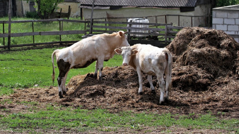 Коровы в воронежском очаге сибирской язвы умерли 28 августа и 5 сентября