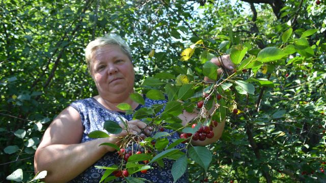 Фрукты с грядки. Как соцконтракт помог жительнице Воронежской области расширить собственное дело