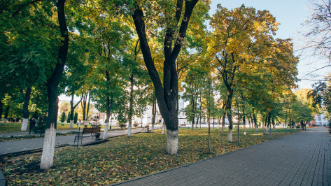 Администрация Воронежа откроет организацию для управления парками и зонами отдыха