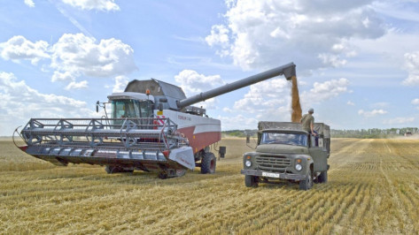 Воронежские аграрии намолотили 2 млн т зерна