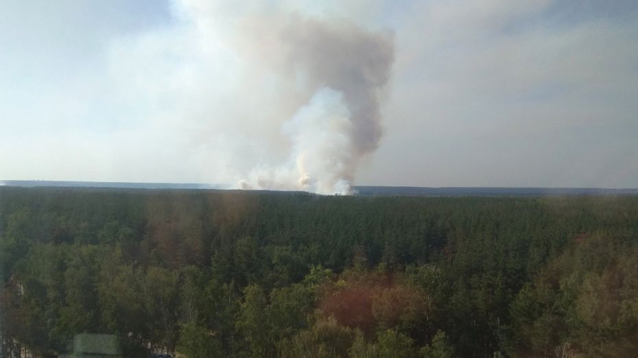 Площадь пожара в Железнодорожном районе Воронежа увеличилась до 5 га