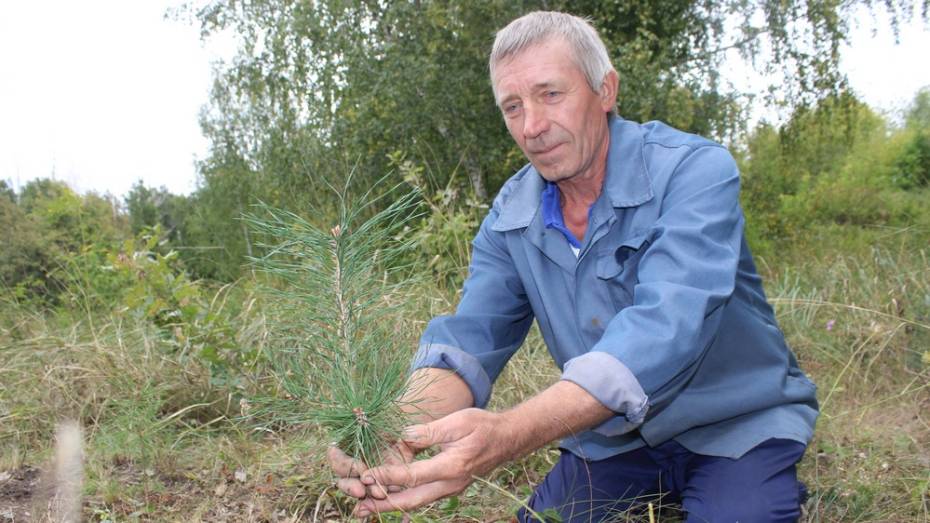 Жители ольховатского хутора высадили 3 тыс деревьев