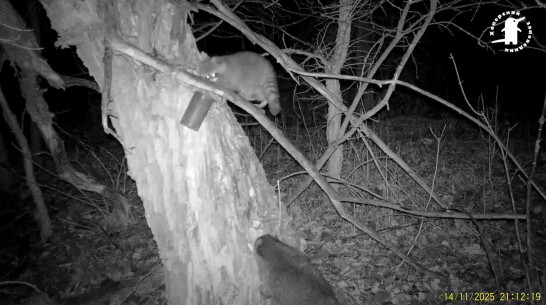 У енота-полоскуна из Хоперского заповедника Воронежской области появился родственник: видео