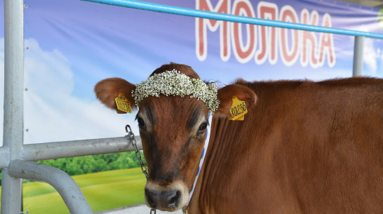 Воронежским производителям молочной продукции компенсируют часть затрат субсидиями