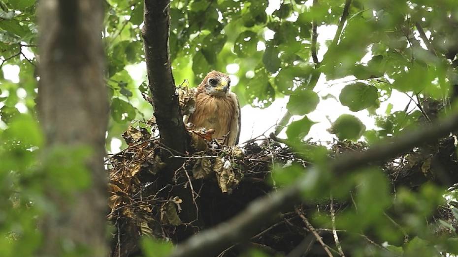 В Воронежском заповеднике появились 2 птенца орла-карлика