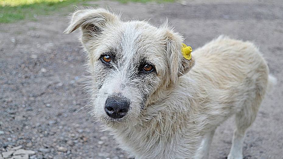 В Бутурлиновке 14 бродячих собак пометили специальными чипами