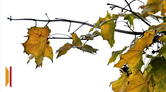В Воронежской области ожидаются заморозки до -2 градусов