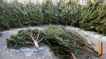 Стало известно, когда в Воронеже начнут работу елочные базары